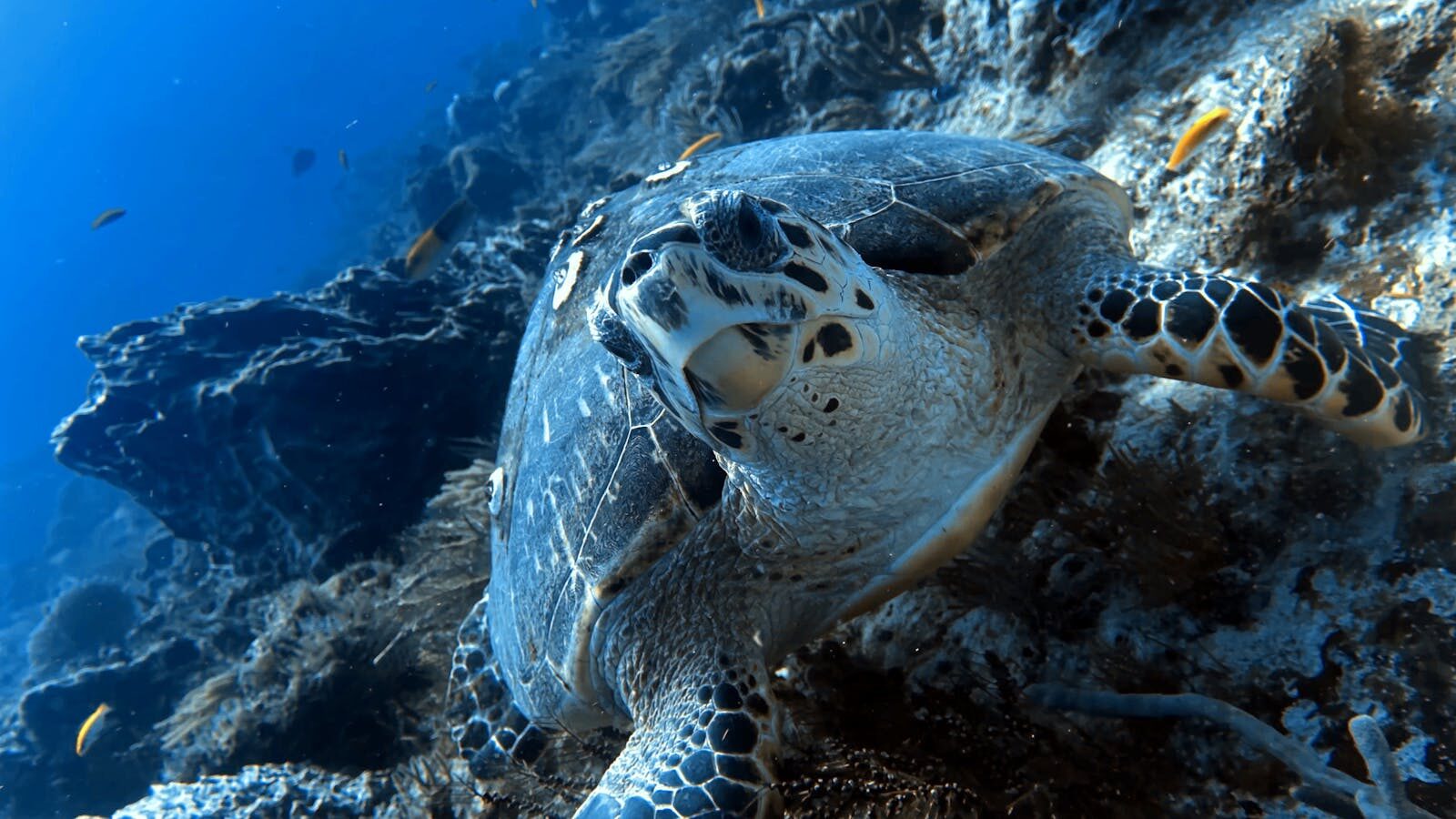 Close-up of a sea turtle swimming underwater in Playa del Carmen, showcasing marine life.