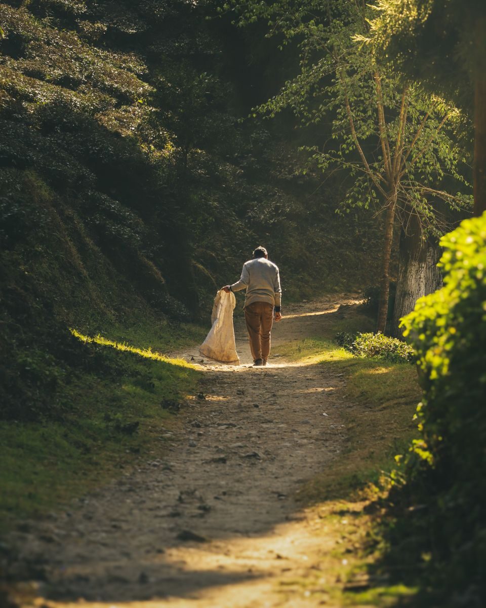Romantic couple walking hand-in-hand down a forest path bathed in golden sunlight.