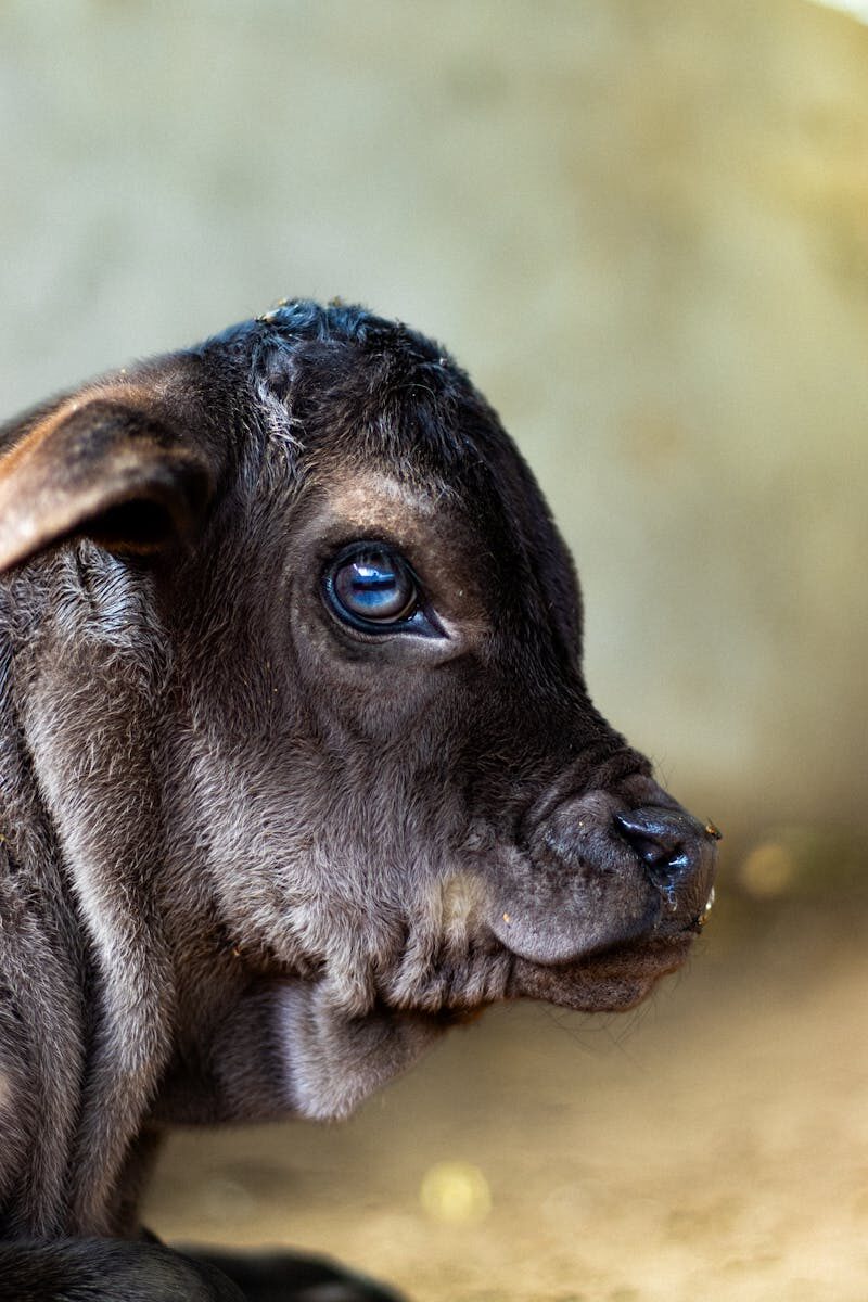 A close-up portrait of a baby calf showcasing its gentle expression and soft fur texture.