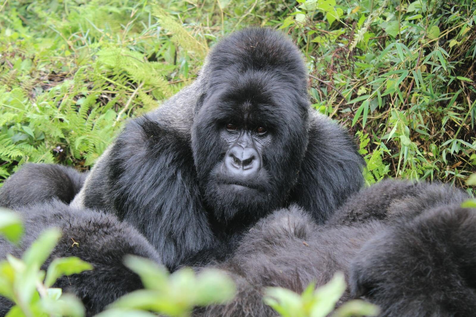 Close-up of a silverback gorilla in the lush forests of Kinigi, Rwanda.