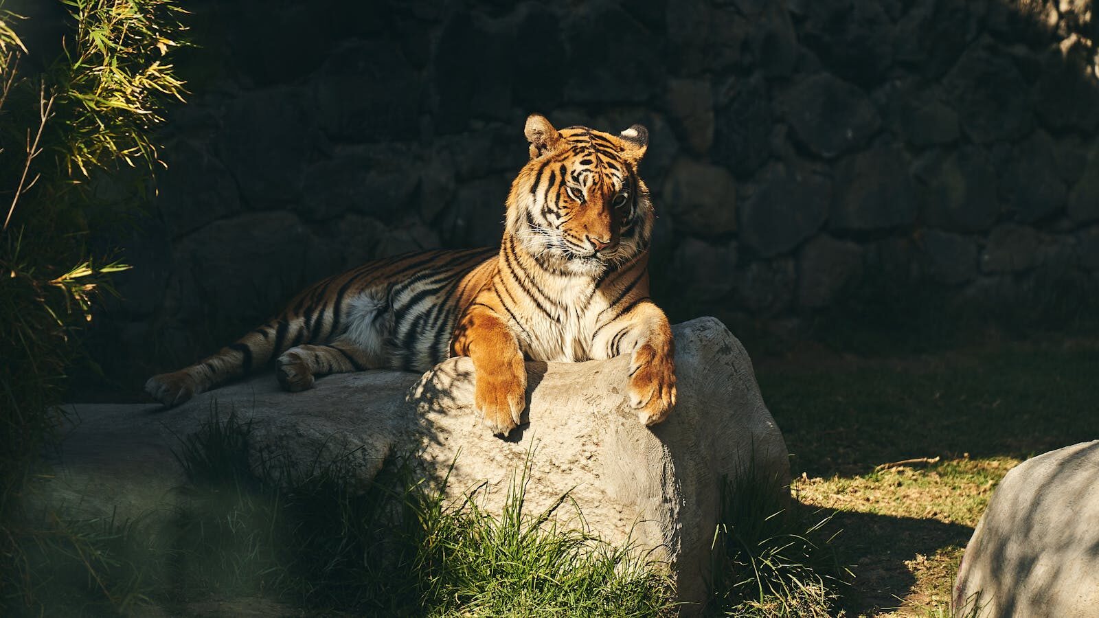 A majestic tiger lounges on a rock, bathed in sunlight at a zoo enclosure.
